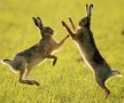 iki tavşan atlama